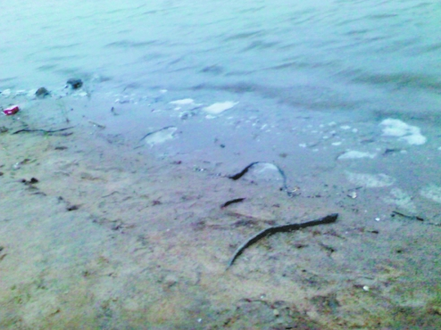 鄭州龍湖北岸大批量蛇鱔死亡 經(jīng)鑒定屬“外來戶” 鄭州龍湖北岸大批量蛇鱔死亡 經(jīng)鑒定屬“外來戶”
