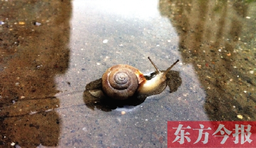 堵車俺不怕，就怕發(fā)大水，這不，一大早蹚水過街，現(xiàn)在已經(jīng)是下午了，俺還在馬路中間呢