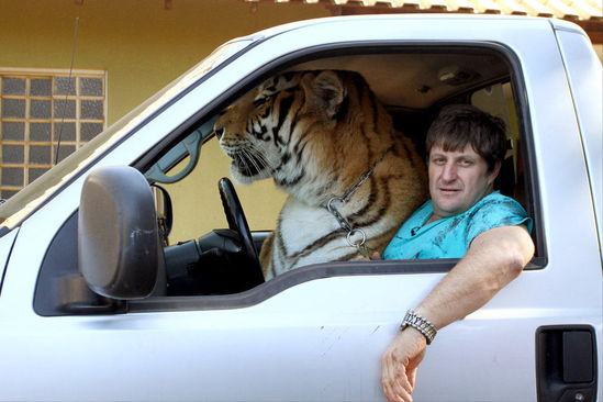 巴西“土豪”家庭養(yǎng)七只老虎 巴西“土豪”家庭養(yǎng)七只老虎