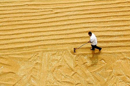 6月7日，內(nèi)黃縣城關(guān)鎮(zhèn)農(nóng)民在晾曬小麥。