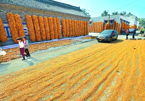 河南夏糧收購基本結(jié)束 累計收購小麥343.5億斤 河南夏糧收購基本結(jié)束 累計收購小麥343.5億斤