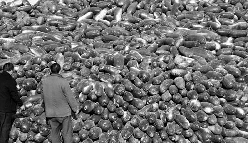 綠油油的冬瓜堆積如山。