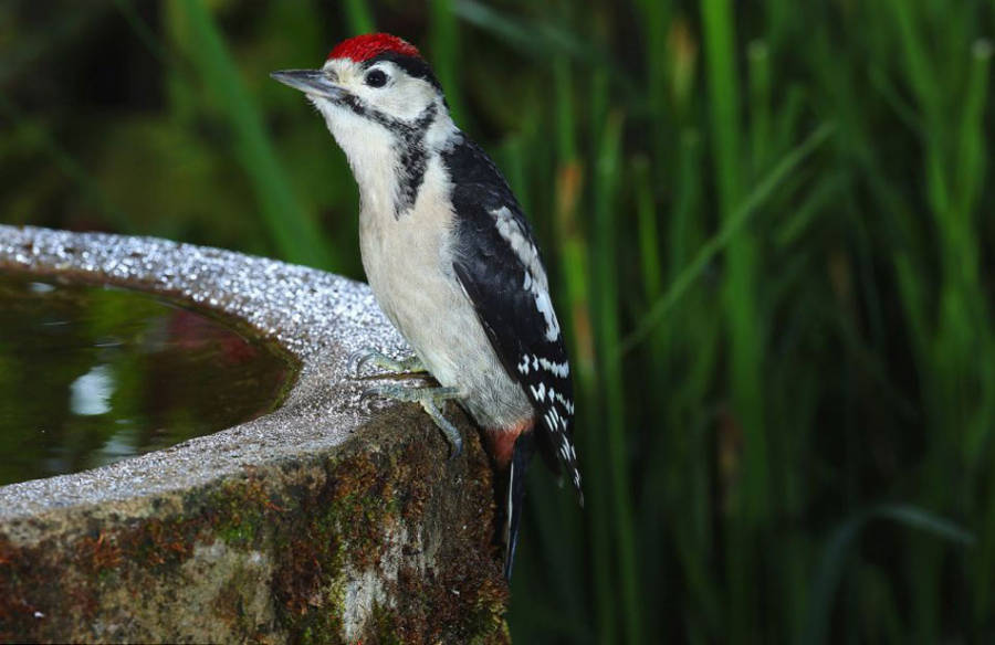 老人自制相機拍小鳥“梳洗”照 老人自制相機拍小鳥“梳洗”照