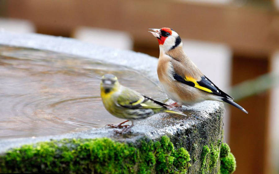 老人自制相機拍小鳥“梳洗”照 老人自制相機拍小鳥“梳洗”照