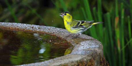 老人自制相機拍小鳥“梳洗”照 老人自制相機拍小鳥“梳洗”照
