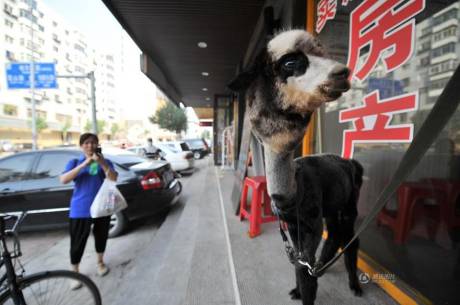 女子網(wǎng)購羊駝被當狗 女子網(wǎng)購羊駝被當狗