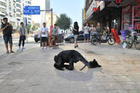 女子網(wǎng)購羊駝被當狗 女子網(wǎng)購羊駝被當狗