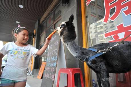 女子網(wǎng)購羊駝被當狗 女子網(wǎng)購羊駝被當狗