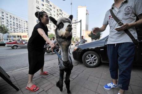 女子網(wǎng)購羊駝被當狗 女子網(wǎng)購羊駝被當狗