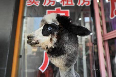 女子網(wǎng)購羊駝被當狗 女子網(wǎng)購羊駝被當狗