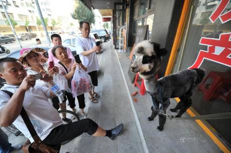 女子網(wǎng)購羊駝被當狗 女子網(wǎng)購羊駝被當狗