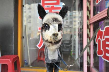 女子網(wǎng)購羊駝被當狗 女子網(wǎng)購羊駝被當狗