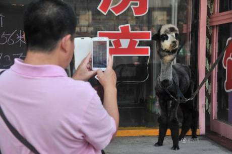 女子網(wǎng)購羊駝被當狗 女子網(wǎng)購羊駝被當狗