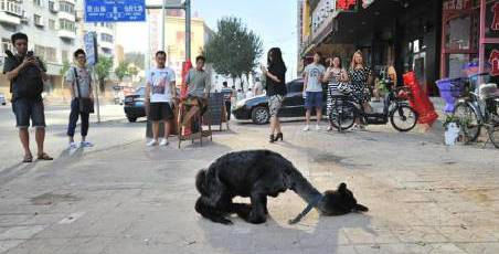 女子網(wǎng)購羊駝被當狗 女子網(wǎng)購羊駝被當狗