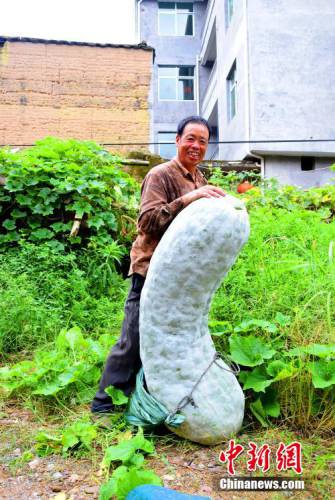 福建蕉城一農(nóng)戶(hù)種出173.5斤巨型冬瓜