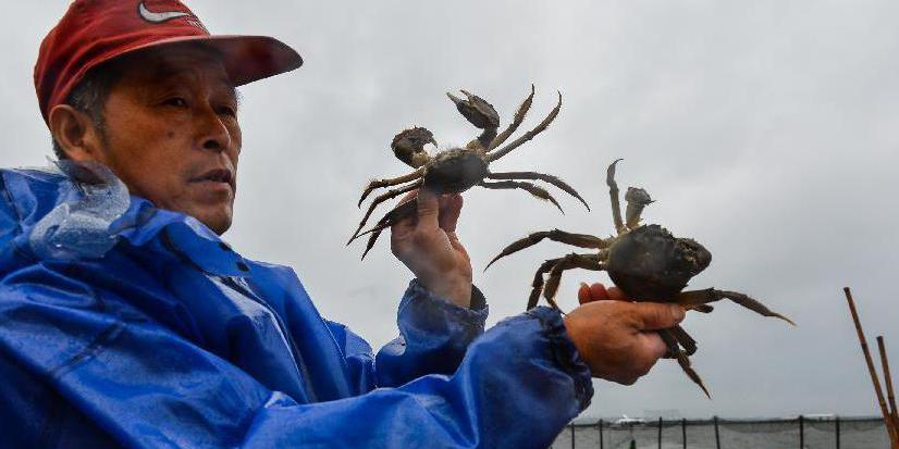 2014年陽澄湖大閘蟹開捕 2014年陽澄湖大閘蟹開捕