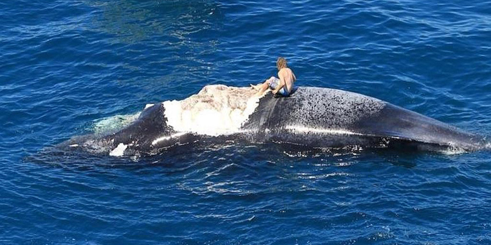 澳洲男子爬上鯨魚尸體 遭鯊魚群圍困 澳洲男子爬上鯨魚尸體 遭鯊魚群圍困