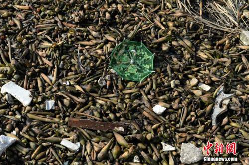 上海黃浦江灘涂現(xiàn)“垃圾帶” 上海黃浦江灘涂現(xiàn)“垃圾帶”