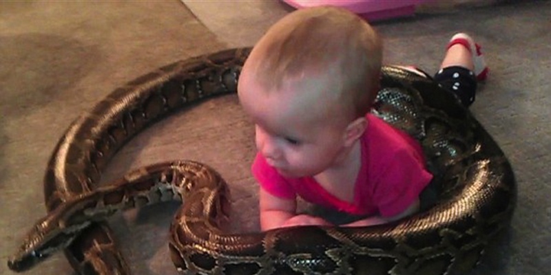 男子愛(ài)蛇如命 巨蟒與女兒們 男子愛(ài)蛇如命 巨蟒與女兒們