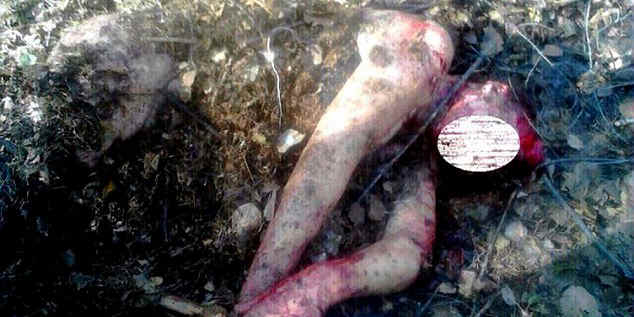 女子被熊襲擊后活埋 女子被熊襲擊后活埋