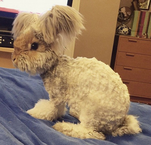 美國小兔可愛招風(fēng)耳走紅網(wǎng)絡(luò) 美國小兔可愛招風(fēng)耳走紅網(wǎng)絡(luò)