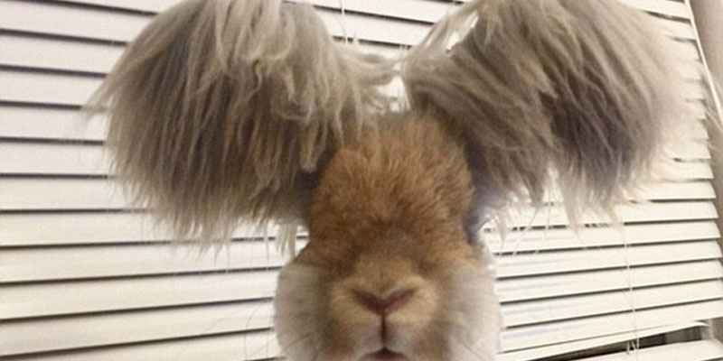 美國小兔可愛招風(fēng)耳走紅網(wǎng)絡(luò) 美國小兔可愛招風(fēng)耳走紅網(wǎng)絡(luò)