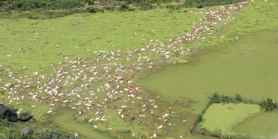 1萬(wàn)余頭死豬浸泡水中 1萬(wàn)余頭死豬浸泡水中