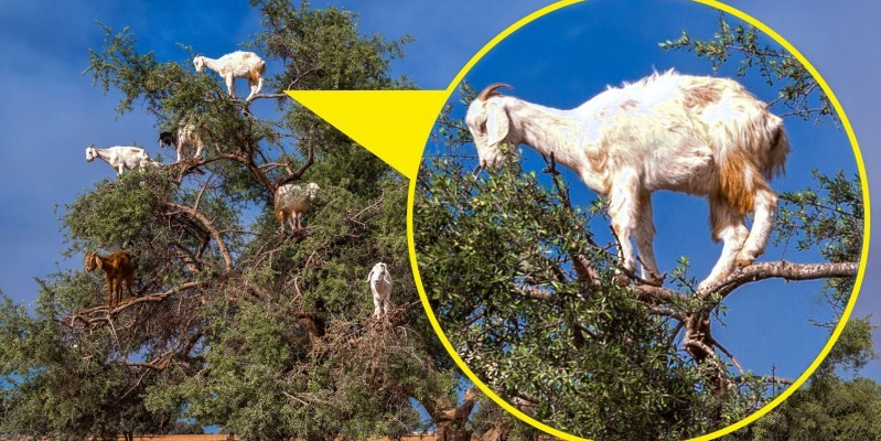 山羊爬樹尋食一幕 山羊爬樹尋食一幕