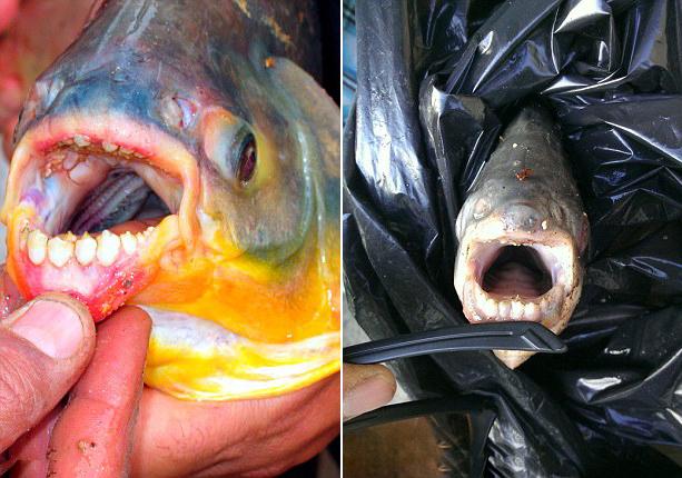 美男子湖中釣到食人魚 偏愛吃男性睪丸 美男子湖中釣到食人魚 偏愛吃男性睪丸