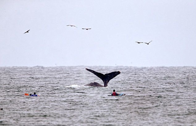 美國(guó)游客劃皮艇突遇座頭鯨出水 美國(guó)游客劃皮艇突遇座頭鯨出水