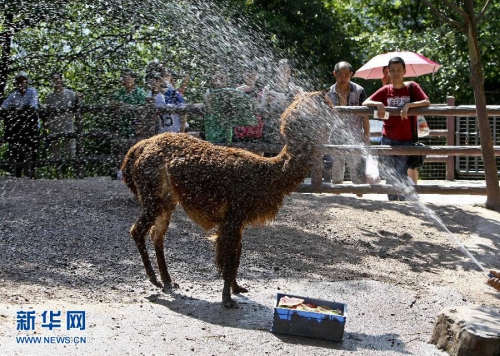 重慶發(fā)布高溫預(yù)警 動物享受 重慶發(fā)布高溫預(yù)警 動物享受