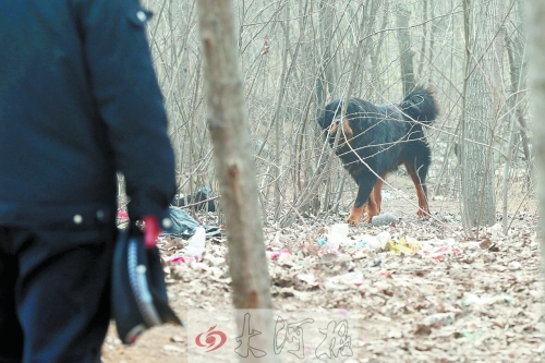 藏獒與圍捕人員對(duì)峙 藏獒與圍捕人員對(duì)峙