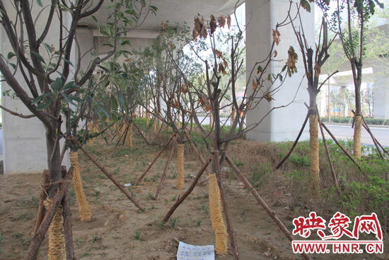 北三環(huán)經(jīng)三路橋下種的樹木有的葉子已經(jīng)干枯。