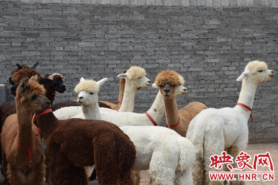 今年11月-12月,我省將再?gòu)闹抢M(jìn)210只羊駝。