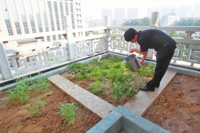 鄭州某酒店在樓頂打造的菜園子，服務(wù)員正在澆水。