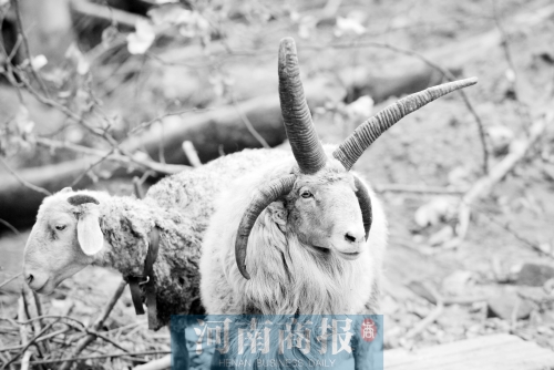 “咩……我的原主人說，他養(yǎng)了一輩子羊，也沒見過我這種情況”