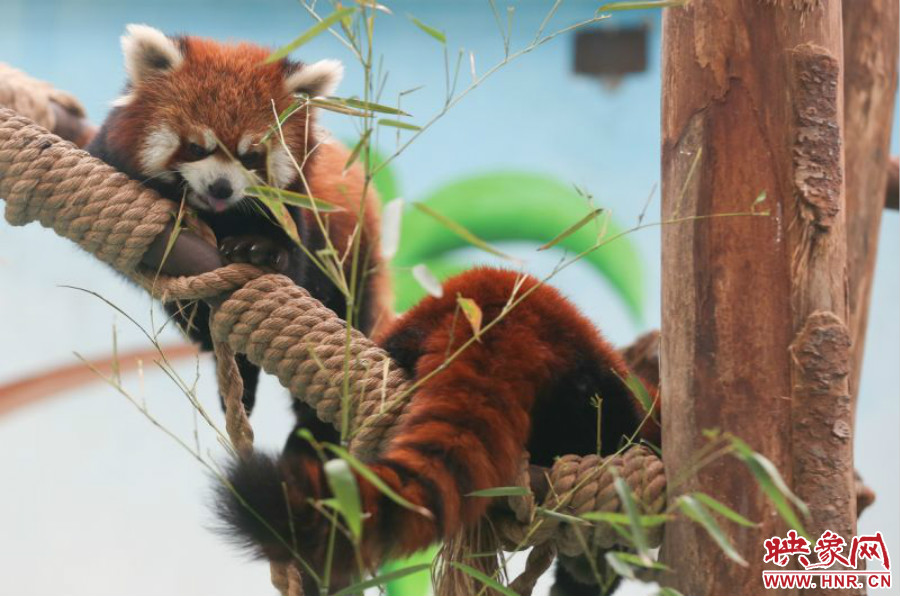 憨態(tài)可掬的小熊貓備受小朋友們的喜愛。