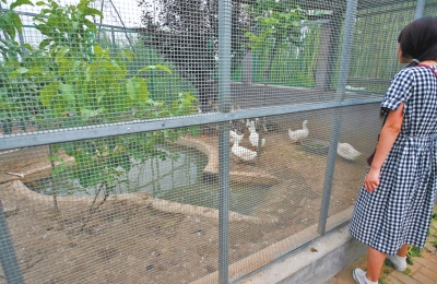 救助鳥(niǎo)類(lèi)的大籠子里沒(méi)有鳥(niǎo)類(lèi)，鴨子和鵝占了“鵲巢