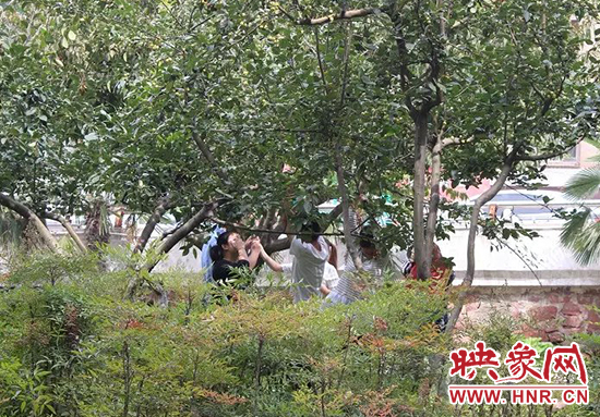 多名路人爭相摘果子 多名路人爭相摘果子