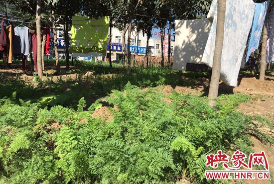 西四環(huán)中原路交叉口，大片生態(tài)廊道被毀，變成私家菜園。