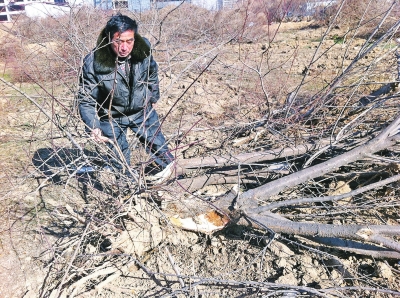 問(wèn)周邊的人，都說(shuō)白天沒(méi)見(jiàn)有人推樹(shù)，可能是夜里被鏟車推的