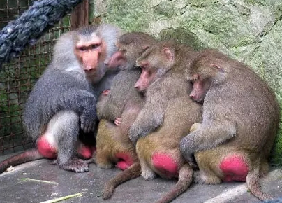 強冷空氣+雨 鄭州終于要下雪了！最低氣溫-6℃！