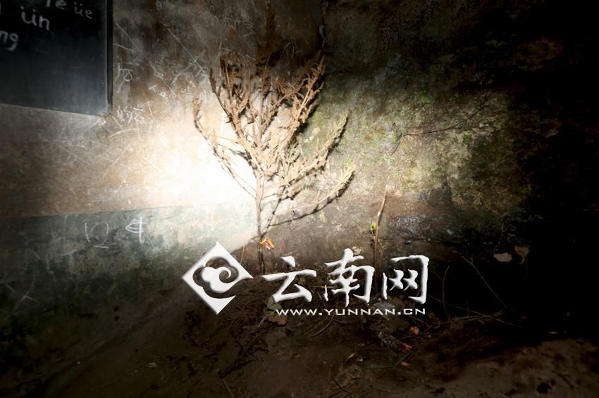 　教室里沒有燈，光線太暗，村民便種下了野蘇麻，希望教室有綠色，讓孩子們看到“希望”。 徐弘毅 攝