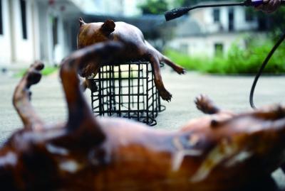 今天上午，玉林很多餐館為即將到來的狗肉節(jié)備貨，圖為餐館后廚正在加工狗肉 記者 劉暢 攝