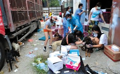 昨日下午,志愿者對攔截下來的狗逐一檢查,分類進(jìn)行管理。