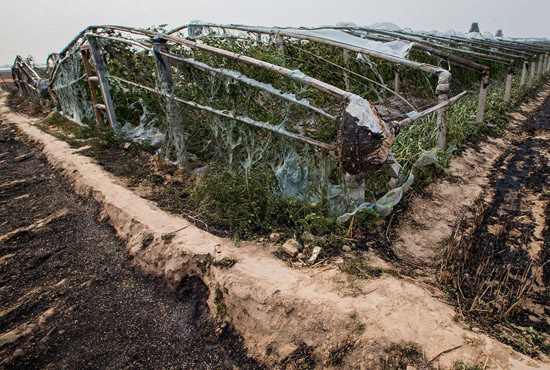 內(nèi)黃縣梁莊鎮(zhèn)南前桐村被燒壞的蔬菜大棚。