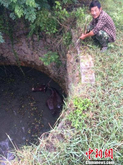 圖為大水牛掉進13米深坑，民警消防灌水施救。