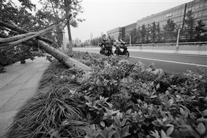 臺風吹倒7000多株行道樹 寧波市民質疑園林局 臺風吹倒7000多株行道樹 寧波市民質疑園林局