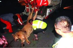 這頭母獅體態(tài)彪悍，重達(dá)400斤左右 網(wǎng)絡(luò)圖片　