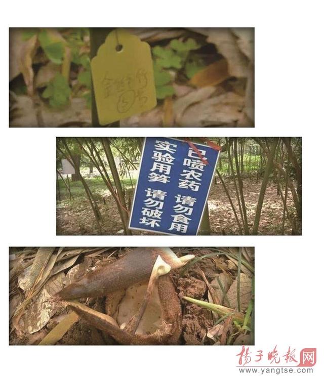 南京一高校竹筍實驗多年未完 因竹筍年年被偷挖